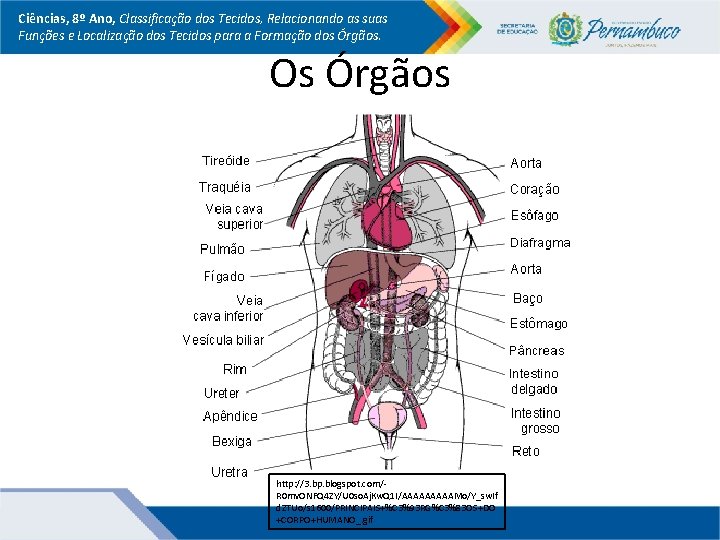 Ciências, 8º Ano, Classificação dos Tecidos, Relacionando as suas Funções e Localização dos Tecidos Ciências, 8º Ano, Classificação dos Tecidos, Relacionando as suas Funções e Localização dos Tecidos