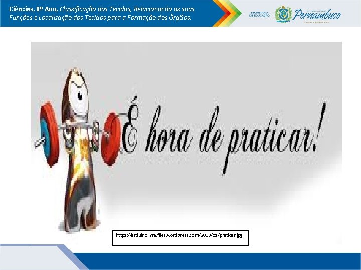 Ciências, 8º Ano, Classificação dos Tecidos, Relacionando as suas Funções e Localização dos Tecidos Ciências, 8º Ano, Classificação dos Tecidos, Relacionando as suas Funções e Localização dos Tecidos