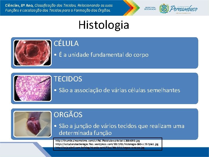 Ciências, 8º Ano, Classificação dos Tecidos, Relacionando as suas Funções e Localização dos Tecidos Ciências, 8º Ano, Classificação dos Tecidos, Relacionando as suas Funções e Localização dos Tecidos