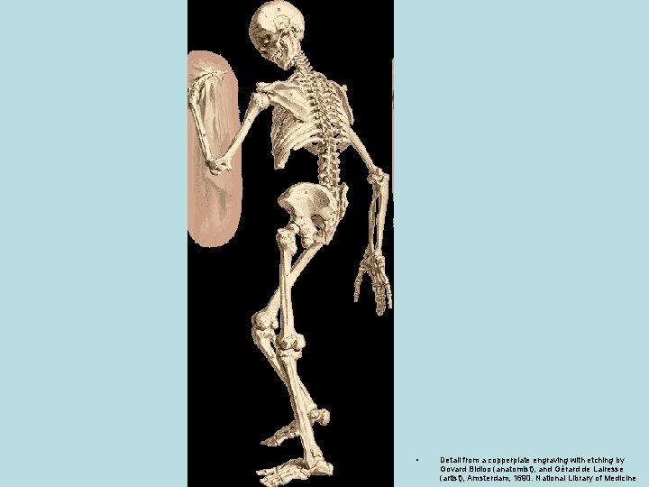  • Detail from a copperplate engraving with etching by Govard Bidloo (anatomist), and