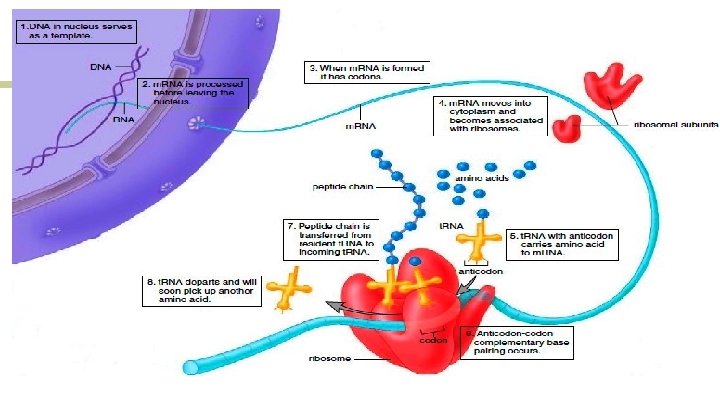 Protein Synthesis Process by which an organisms genotype