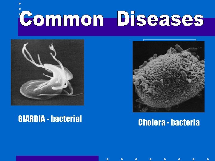  GIARDIA - bacterial Cholera - bacteria 