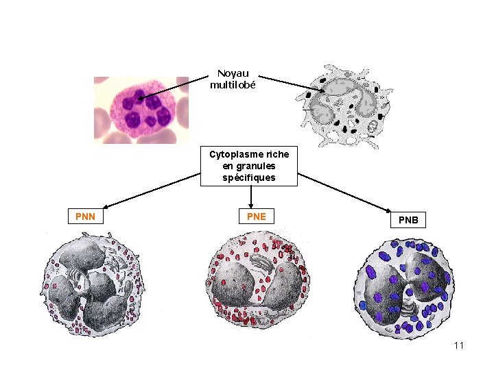 Noyau multilobé Cytoplasme riche en granules spécifiques PNN PNE PNB 11 