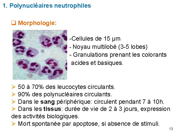 1. Polynucléaires neutrophiles q Morphologie: -Cellules de 15 μm - Noyau multilobé (3 -5