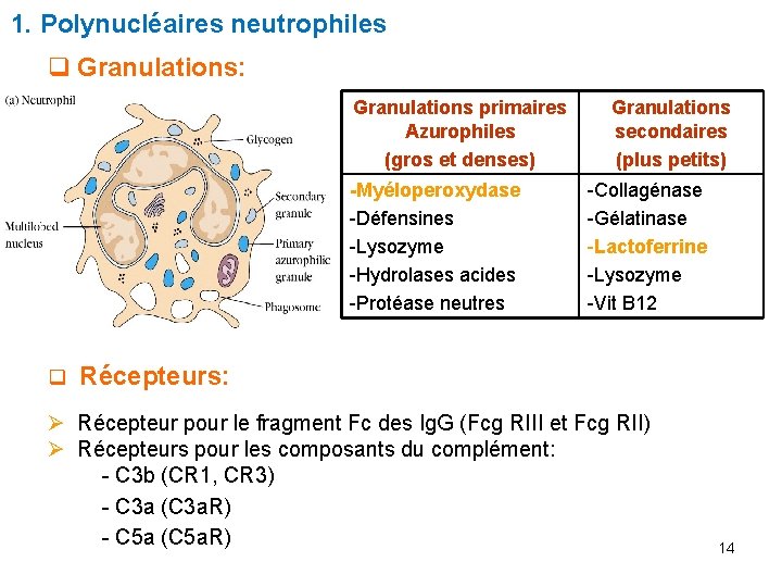 1. Polynucléaires neutrophiles q Granulations: Granulations primaires Azurophiles (gros et denses) -Myéloperoxydase -Défensines -Lysozyme