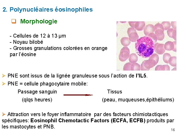 2. Polynucléaires éosinophiles q Morphologie - Cellules de 12 à 13 μm - Noyau