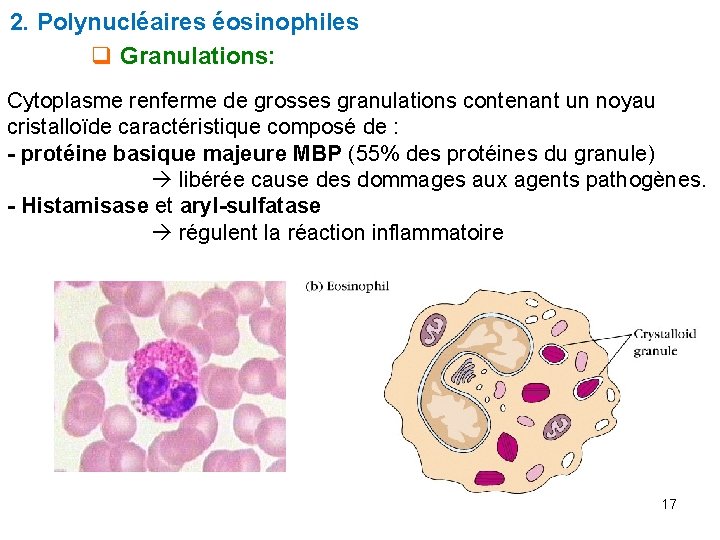 2. Polynucléaires éosinophiles q Granulations: Cytoplasme renferme de grosses granulations contenant un noyau cristalloïde