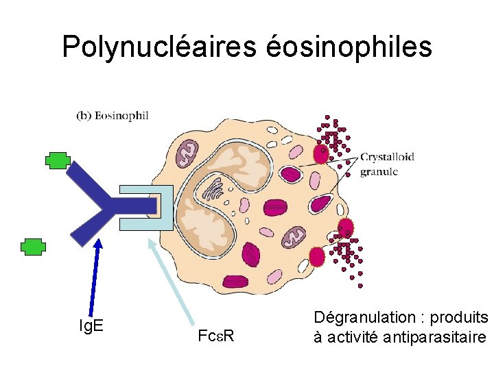 Polynucléaires éosinophiles Ig. E Fce. R Dégranulation : produits à activité antiparasitaire 