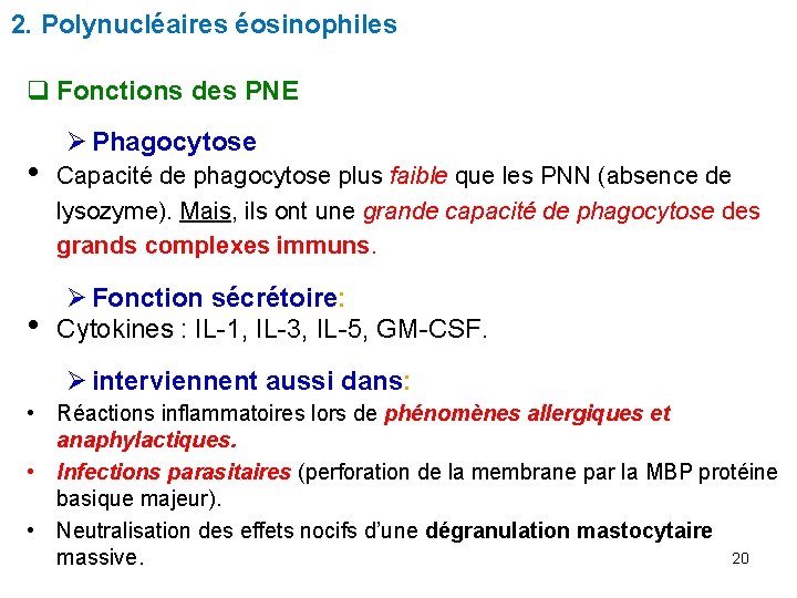 2. Polynucléaires éosinophiles q Fonctions des PNE • • Ø Phagocytose Capacité de phagocytose