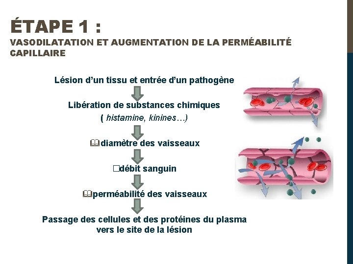 ÉTAPE 1 : VASODILATATION ET AUGMENTATION DE LA PERMÉABILITÉ CAPILLAIRE Lésion d’un tissu et