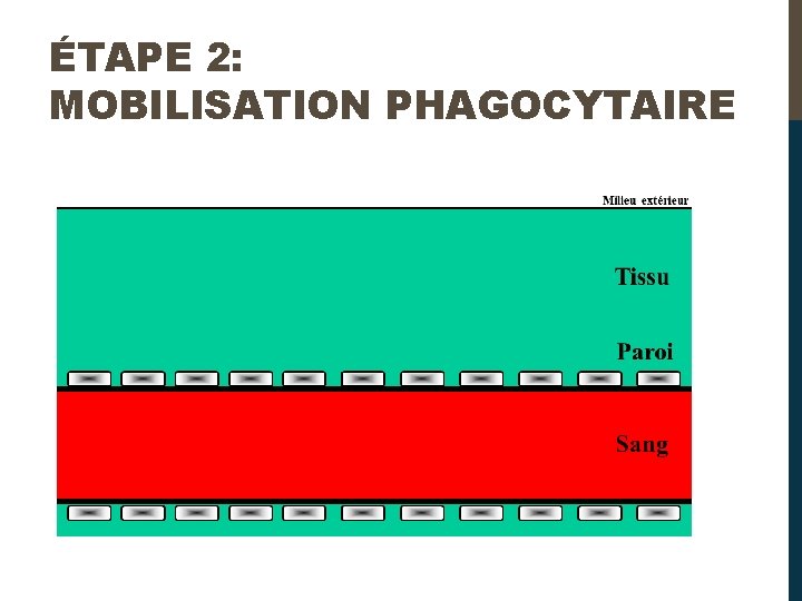 ÉTAPE 2: MOBILISATION PHAGOCYTAIRE 