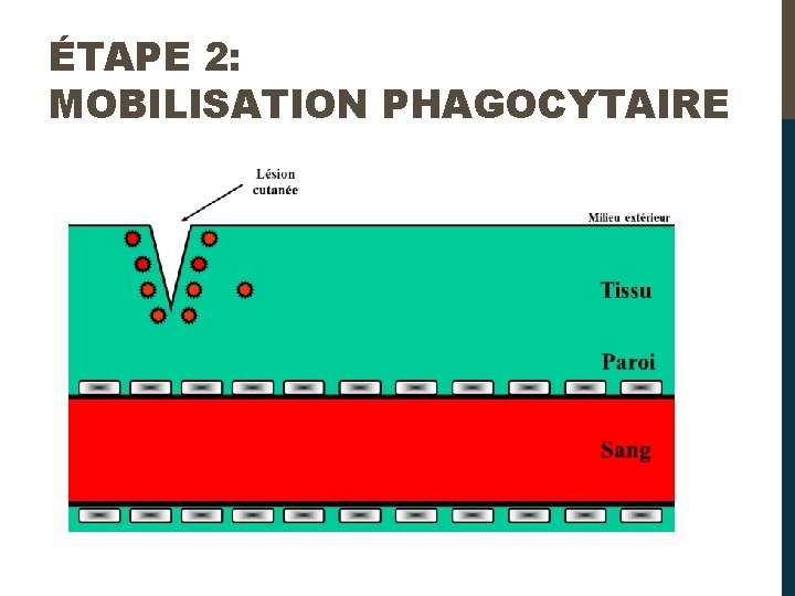 ÉTAPE 2: MOBILISATION PHAGOCYTAIRE 
