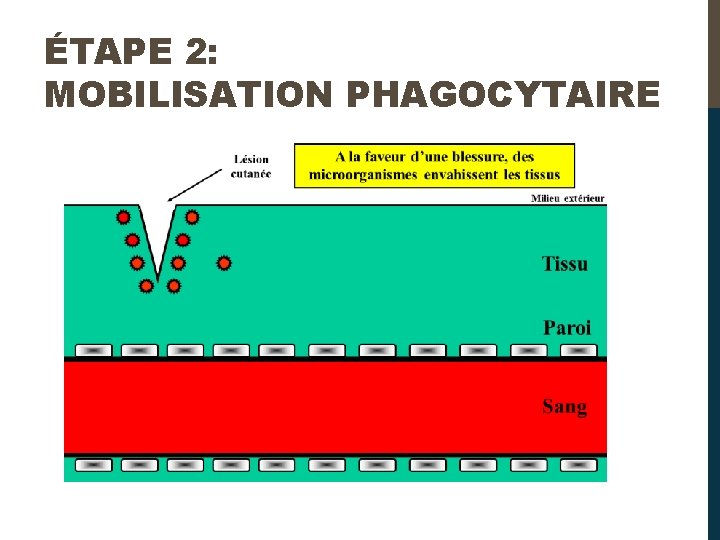 ÉTAPE 2: MOBILISATION PHAGOCYTAIRE 