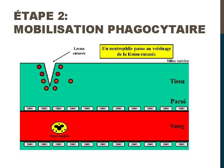 ÉTAPE 2: MOBILISATION PHAGOCYTAIRE 