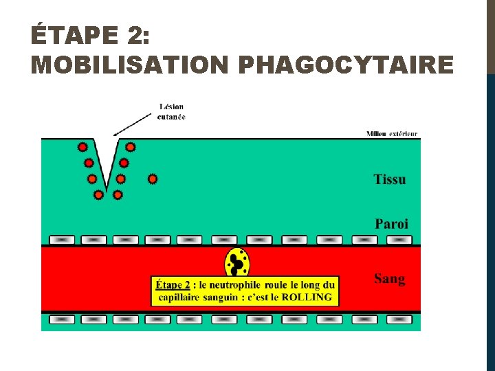 ÉTAPE 2: MOBILISATION PHAGOCYTAIRE 