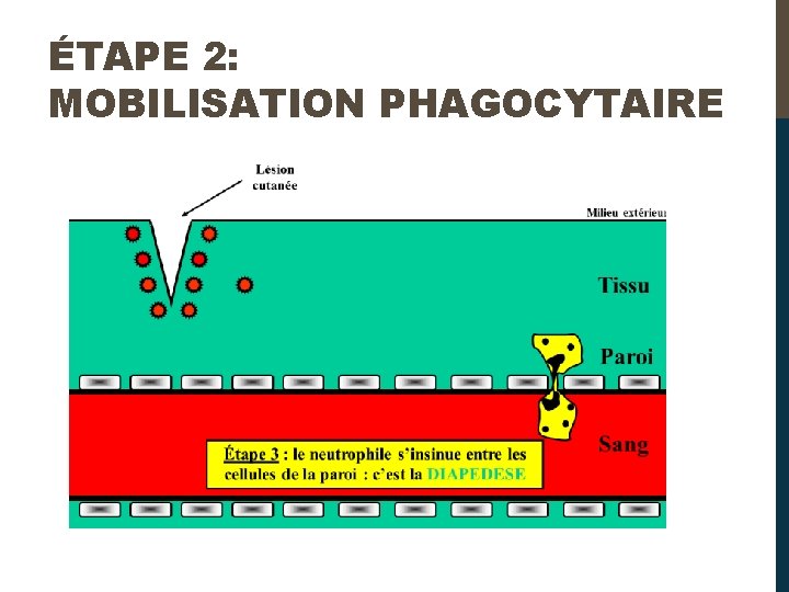 ÉTAPE 2: MOBILISATION PHAGOCYTAIRE 