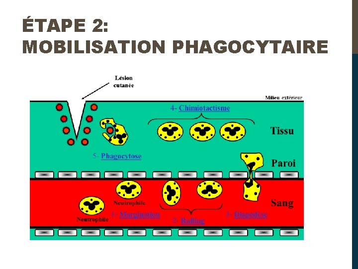 ÉTAPE 2: MOBILISATION PHAGOCYTAIRE 