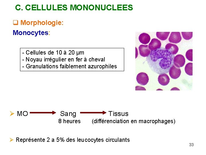 C. CELLULES MONONUCLEES q Morphologie: Monocytes: - Cellules de 10 à 20 μm -