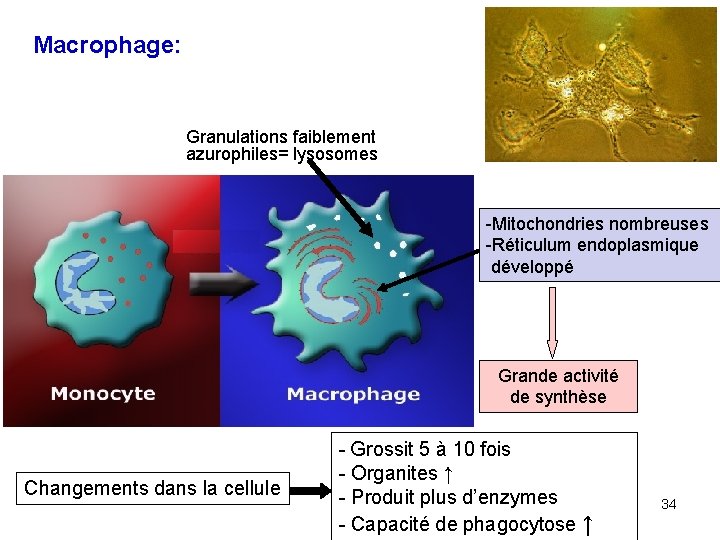 Macrophage: Granulations faiblement azurophiles= lysosomes -Mitochondries nombreuses -Réticulum endoplasmique développé Grande activité de synthèse