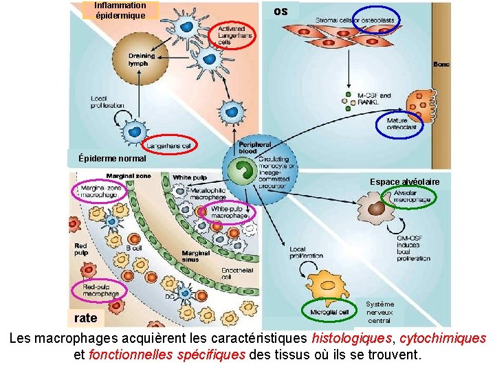 Inflammation épidermique os Épiderme normal Espace alvéolaire rate Système nerveux central Les macrophages acquièrent