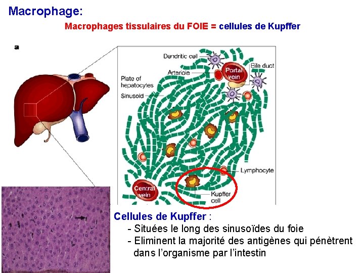 Macrophage: Macrophages tissulaires du FOIE = cellules de Kupffer Cellules de Kupffer : -