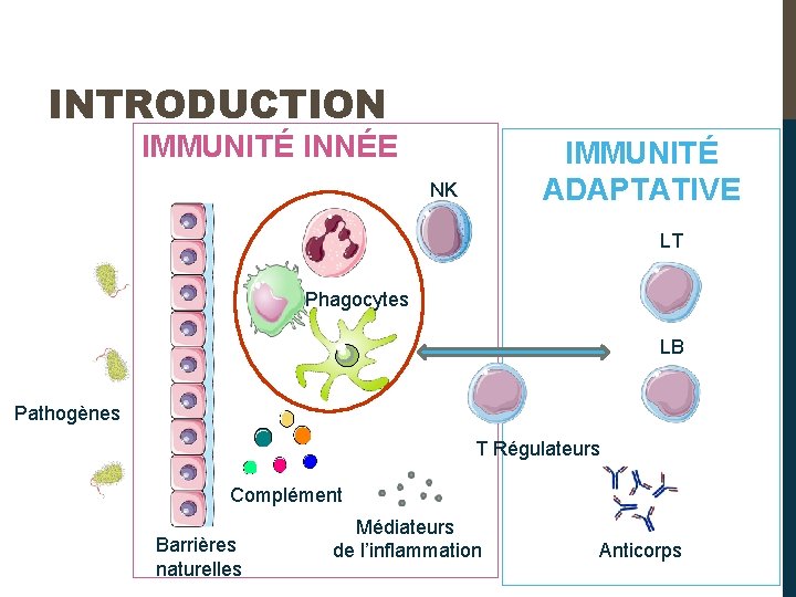 INTRODUCTION IMMUNITÉ INNÉE IMMUNITÉ ADAPTATIVE NK LT Phagocytes LB Pathogènes T Régulateurs Complément Barrières