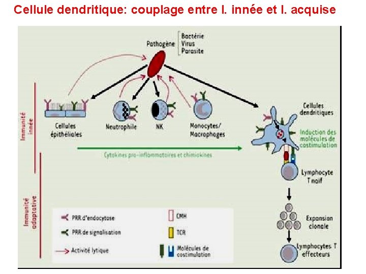 Cellule dendritique: couplage entre I. innée et I. acquise 