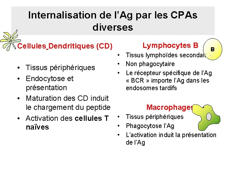 Internalisation de l’Ag par les CPAs diverses Cellules Dendritiques (CD) Lymphocytes B B •