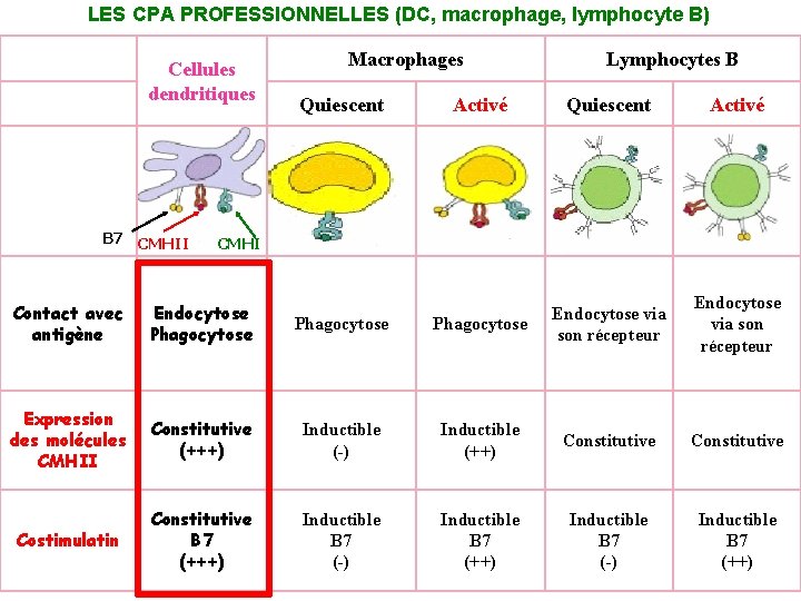 LES CPA PROFESSIONNELLES (DC, macrophage, lymphocyte B) Cellules dendritiques B 7 CMHII Macrophages Quiescent