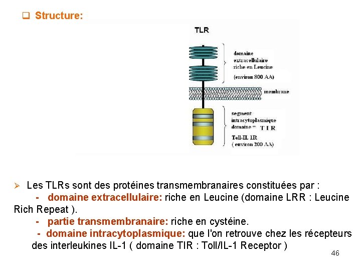 q Structure: Ø Les TLRs sont des protéines transmembranaires constituées par : - domaine