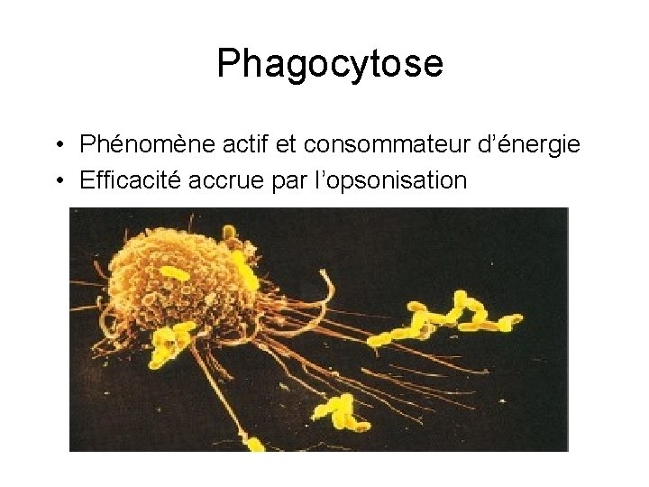 Phagocytose • Phénomène actif et consommateur d’énergie • Efficacité accrue par l’opsonisation 