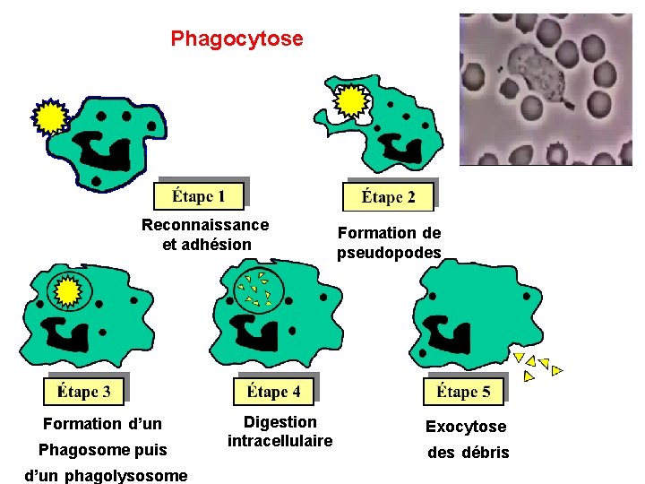 Phagocytose Reconnaissance et adhésion Formation d’un Phagosome puis d’un phagolysosome Digestion intracellulaire Formation de