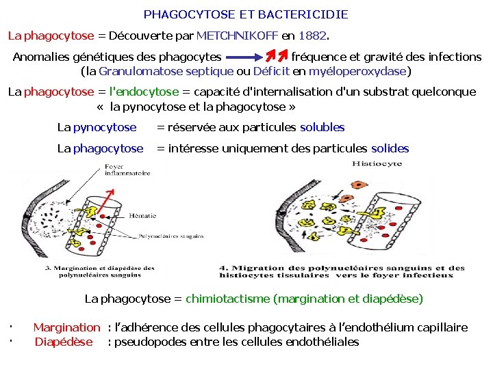 PHAGOCYTOSE ET BACTERICIDIE La phagocytose = Découverte par METCHNIKOFF en 1882. Anomalies génétiques des