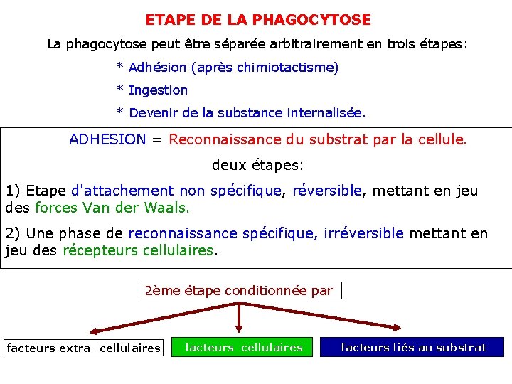 ETAPE DE LA PHAGOCYTOSE La phagocytose peut être séparée arbitrairement en trois étapes: *