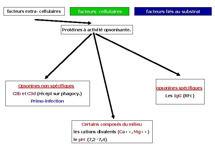  facteurs cellulaires facteurs extra- cellulaires facteurs liés au substrat Protéines à activité opsonisante.