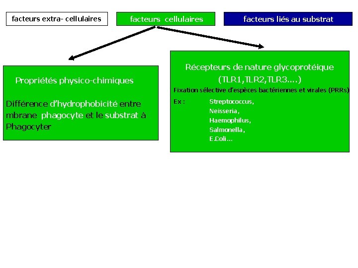 facteurs extra- cellulaires facteurs liés au substrat Récepteurs de nature glycoprotéique (TLR 1, TLR