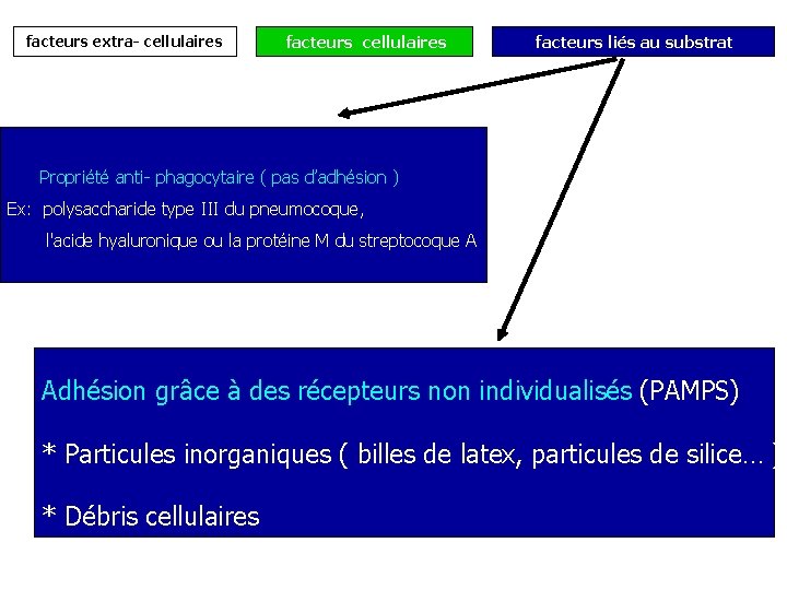 facteurs extra- cellulaires facteurs liés au substrat Propriété anti- phagocytaire ( pas d’adhésion )