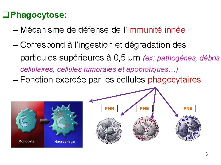 q Phagocytose: – Mécanisme de défense de l’immunité innée – Correspond à l’ingestion et