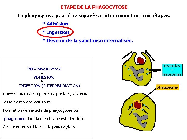 ETAPE DE LA PHAGOCYTOSE La phagocytose peut être séparée arbitrairement en trois étapes: *