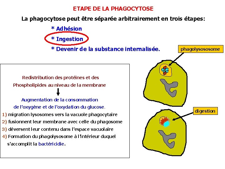 ETAPE DE LA PHAGOCYTOSE La phagocytose peut être séparée arbitrairement en trois étapes: *