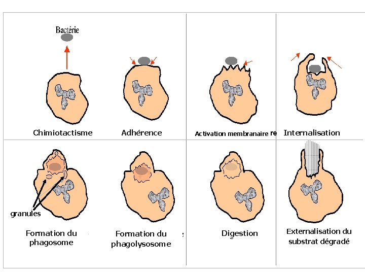 Chimiotactisme Adhérence Activation membranaire Internalisation granules Formation du phagosome Formation du phagolysosome Digestion Externalisation