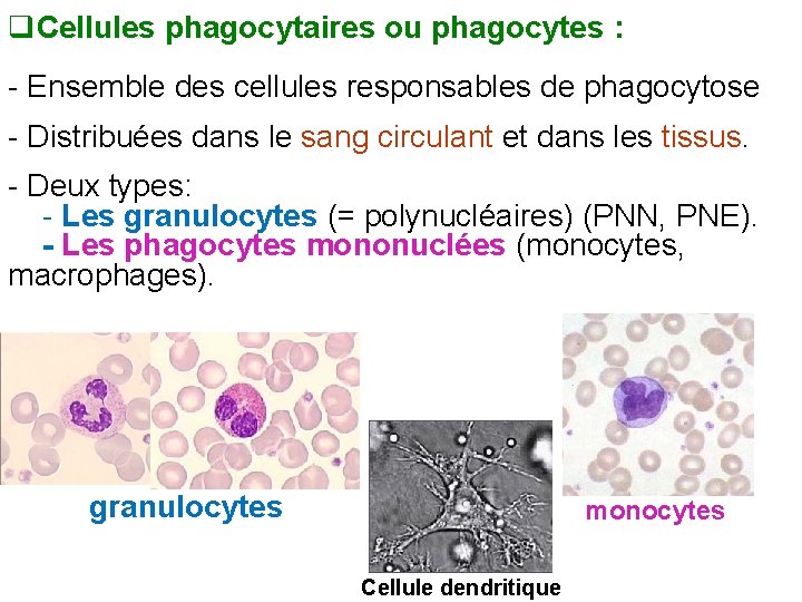 q. Cellules phagocytaires ou phagocytes : - Ensemble des cellules responsables de phagocytose -