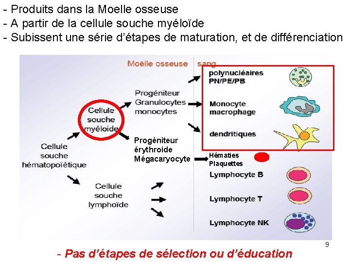 - Produits dans la Moelle osseuse - A partir de la cellule souche myéloïde