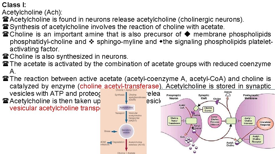 Class I: Acetylcholine (Ach): Acetylcholine is found in neurons release acetylcholine (cholinergic neurons). Synthesis