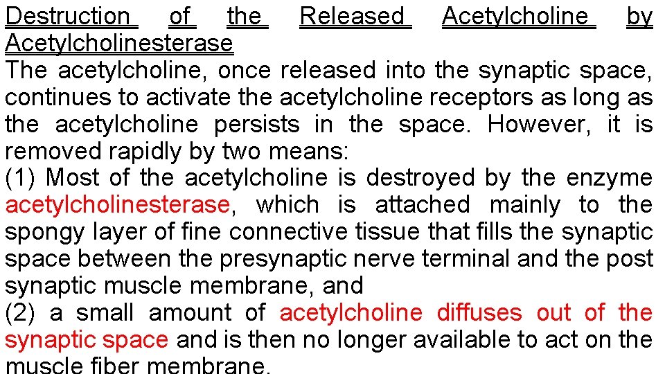 Destruction of the Released Acetylcholine by Acetylcholinesterase The acetylcholine, once released into the synaptic