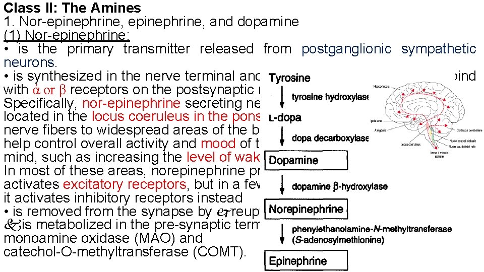 Class II: The Amines 1. Nor-epinephrine, and dopamine (1) Nor-epinephrine: • is the primary