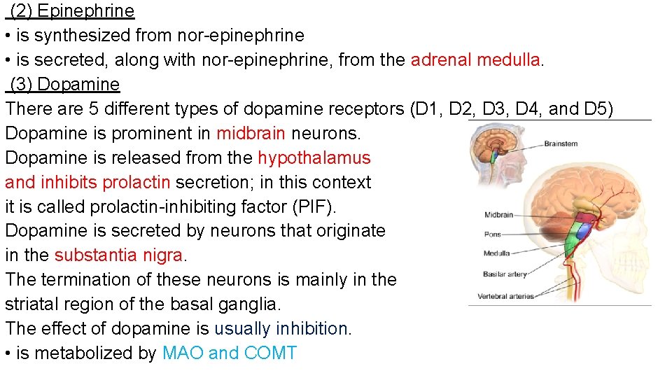  (2) Epinephrine • is synthesized from nor-epinephrine • is secreted, along with nor-epinephrine,