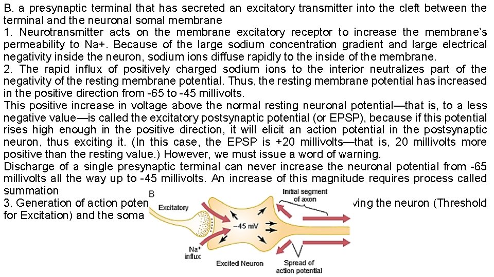 B. a presynaptic terminal that has secreted an excitatory transmitter into the cleft between