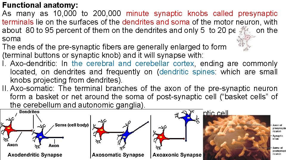 Functional anatomy: As many as 10, 000 to 200, 000 minute synaptic knobs called