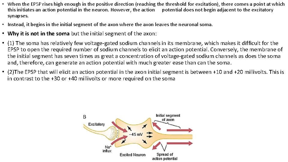  • When the EPSP rises high enough in the positive direction (reaching the